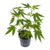 Pflanze ab 30 cm Sex Bud Sativa